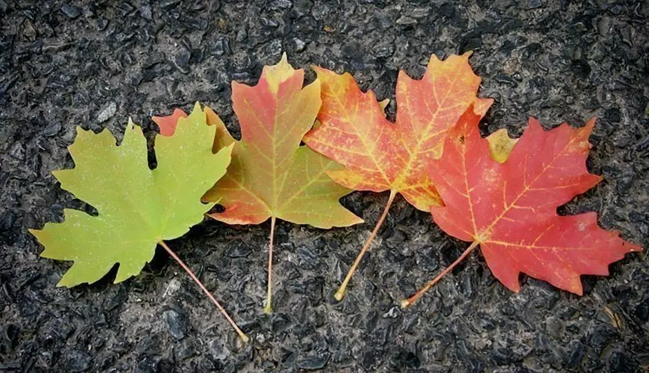 fall season leaves