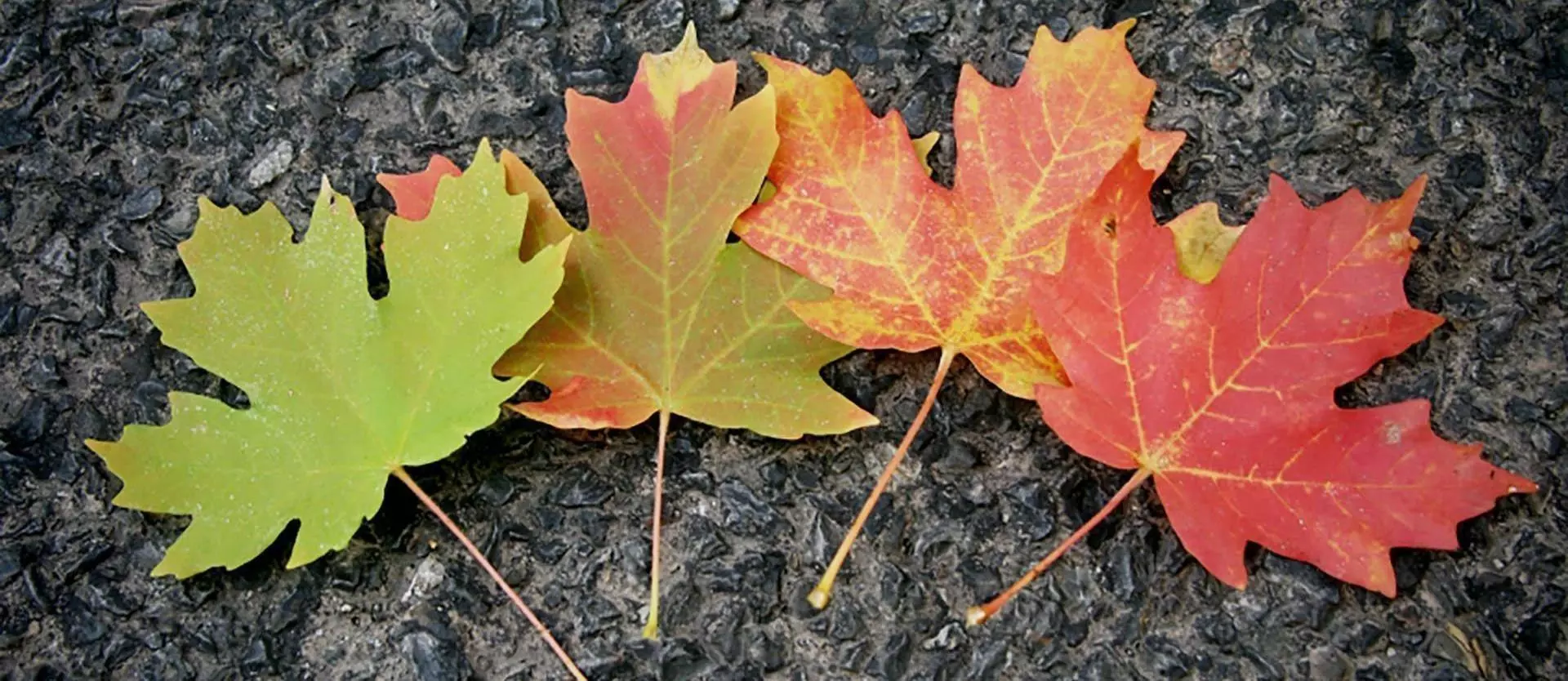 fall season leaves