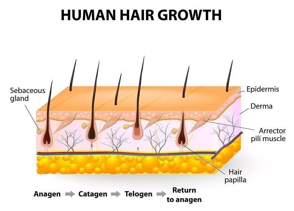 human hair growth phases